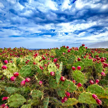 Σπίτι διακοπών Casa Emilia Los Silos